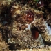 octopus_reef_nus_h_0705_png1894.jpg